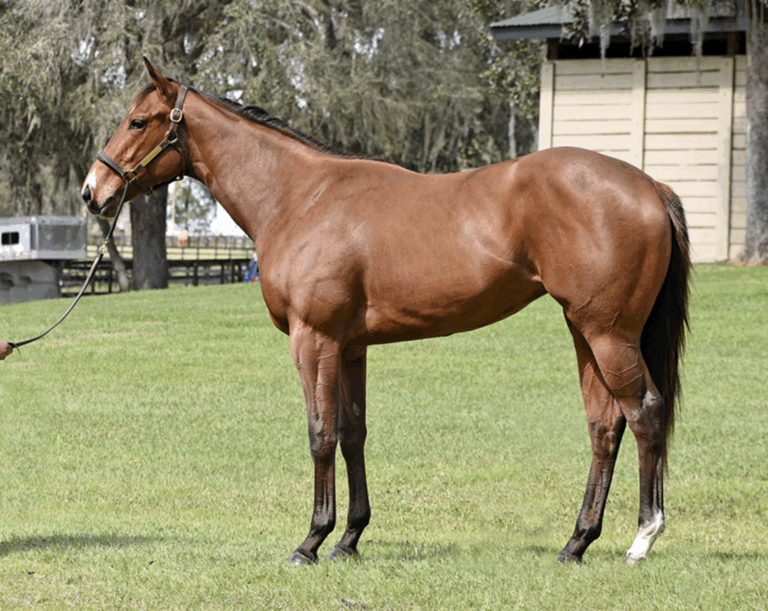 Redhawk 2 Horse by Practical Joke out of Oh Boo Hoo