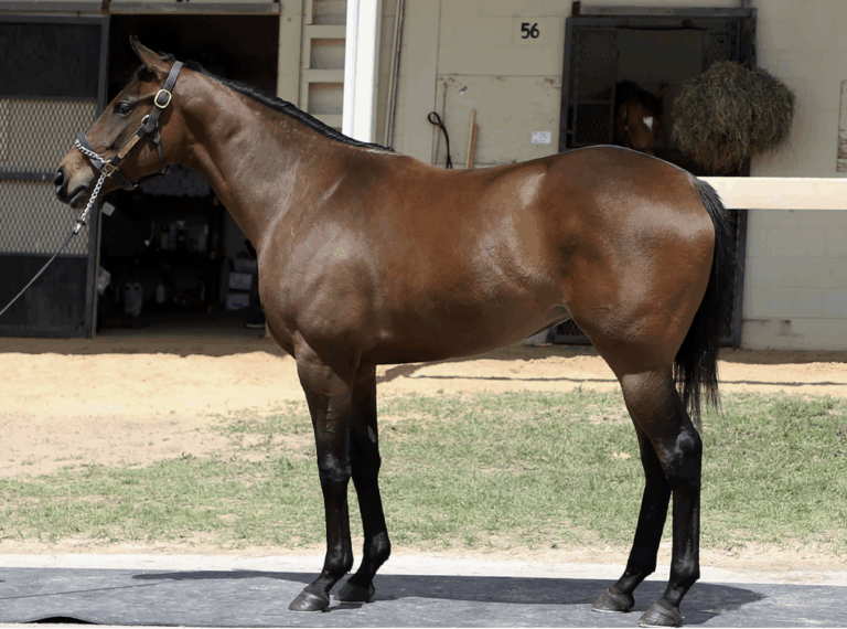 Redhawk 2 Horse by Street Sense out of out of Pizzazz